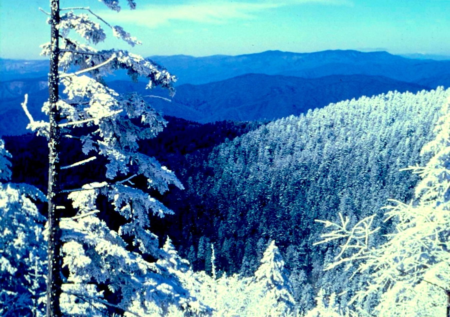 A snowy mountain range with frost covered Hoar Trees in the foreground. The sky is blue.