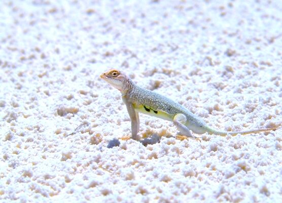 A white lizard with a light yellow stripe, on a broken white surface.