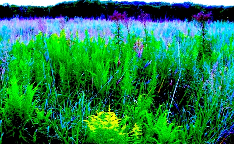 A field of wildflowers. In the foreground are green, leafy plants with a few purple bushy flowers. Behind that is the rest of the field, with blue grass-like plants. A dark tree-line is in the background. A sliver of very light blue sky can be seen.