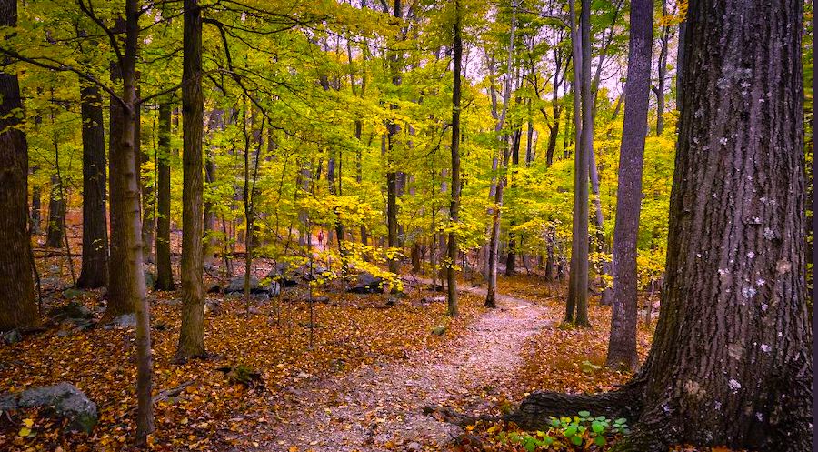 A trail winding through a forest. The leaves on the trees are green and yellow. The forest is heavily wooded. On the ground are boulders spread throughout the trees, suggesting a mountainous area.