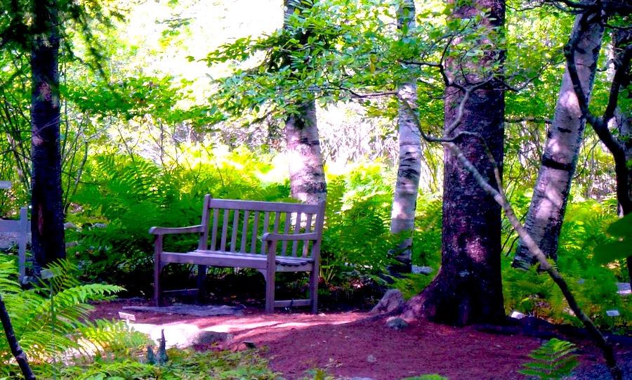 A trail through a forest with a wooden bench. The ground cover is ferns, reaching about 3 feet high. There are several trees on the foreground providing shade to the bench. In the background are some sun-bleached trees. The trail is made of dirt and appears to be well maintained.