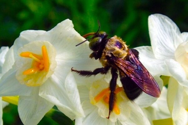 A close up of a bee on a flower. The flower has white petals with a yellow style. The bee is black with a yellow upper torso, and is fussy. The background is out of focus, but is green from the foliage.