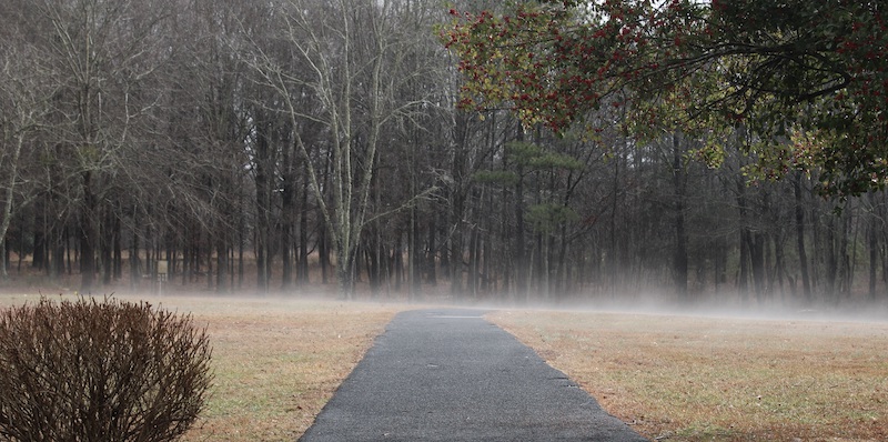 A black paved path disappears into dense woods shrouded in ground fog, with a trimmed bush emerging from the swirling mist in the foreground.