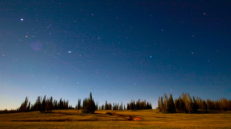 Starry night sky with celestial light over a meadow surrounded by conifer trees