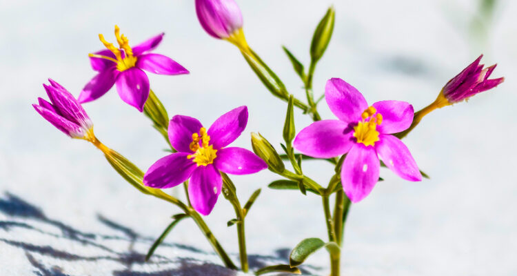 Close-up of vibrant purple flowers with bright yellow centers. Green stems hold the blooms upright against a backdrop of pristine white sand. The hot sun casts a sharp shadow of the flowers onto the sand.