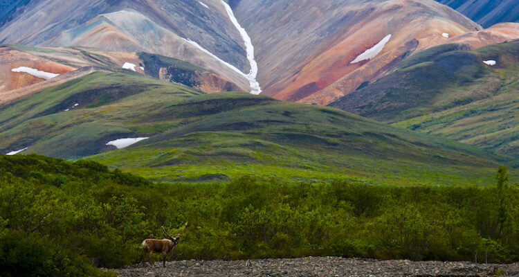 Lush green Alaskan hills roll towards snow-capped mountains in the distance. A lone deer stands in the foreground.