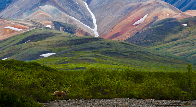 Lush green Alaskan hills roll towards snow-capped mountains in the distance. A lone deer stands in the foreground.