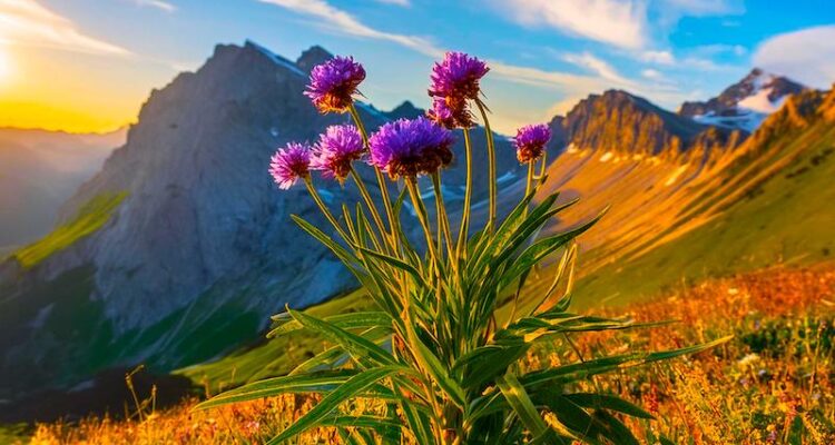 Flowering plant in foreground with a steep, mountainous slope in the background. Blue sky with white clouds.