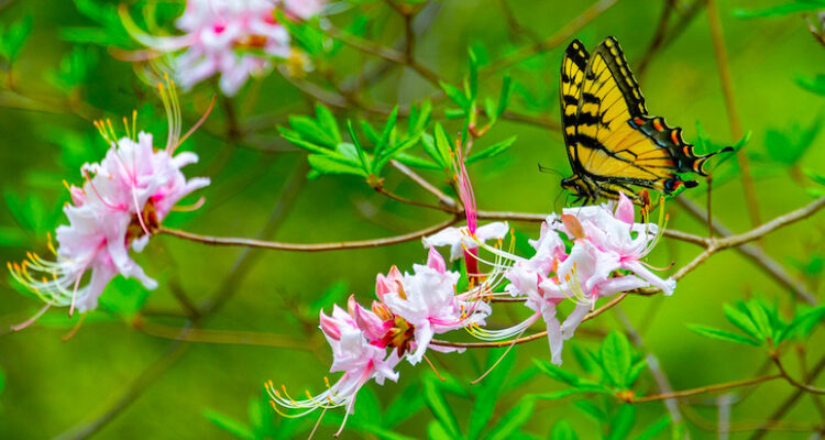 A butterfly with orange wings and black markings lands on a Pinkshell Azalea rhododendron, which features green leaves and pink flowers.