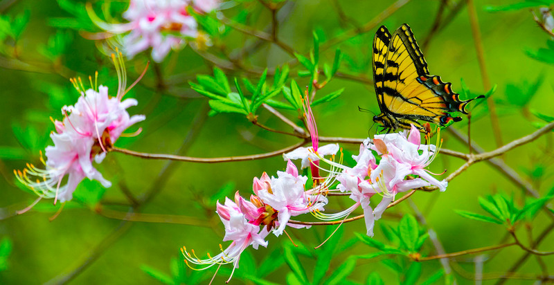 A butterfly with orange wings and black markings lands on a Pinkshell Azalea rhododendron, which features green leaves and pink flowers.